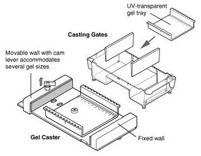 Mini-Sub Cell GT-美国伯乐宽式迷你水平电泳槽1704405-电泳槽