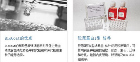 BD BioCoat-美国BD BioCoat包被细胞培养容器-培养瓶