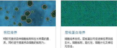 BD BioCoat-美国BD BioCoat包被细胞培养容器-培养瓶