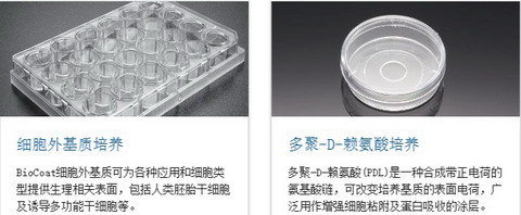 BD BioCoat-美国BD BioCoat包被细胞培养容器-培养瓶