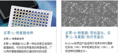 BD BioCoat-美国BD BioCoat包被细胞培养容器-培养瓶