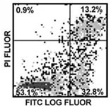 FITC标记细胞凋亡检测试剂盒Annexin V-FITC
