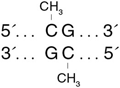 CpG 甲基转移酶（M.SssI）--NEB酶试剂