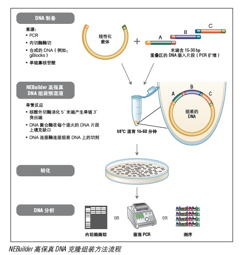 NEBuilder 高保真 DNA 大片段组装试 剂盒/含 NEB 10-beta 感受态细胞--NEB酶试剂