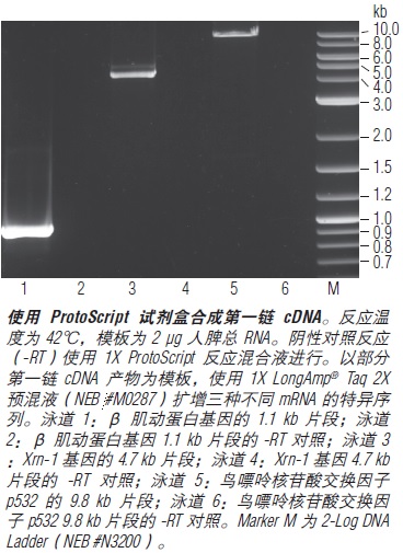 ProtoScript cDNA 第一链合成试剂盒--NEB酶试剂