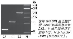 Vent® DNA 聚合酶--NEB酶试剂
