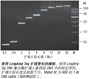 LongAmp® 热启动 Taq DNA 聚合酶--NEB酶试剂