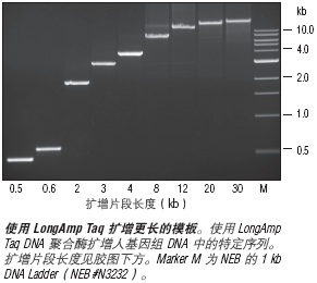 LongAmp® Taq 2X 预混液--NEB酶试剂