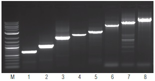 OneTaq 一步法 RT-PCR 试剂盒--NEB酶试剂