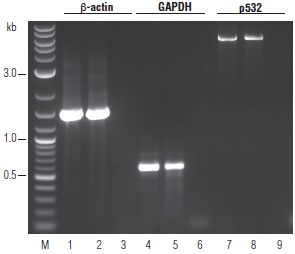 OneTaq RT-PCR 试剂盒--NEB酶试剂