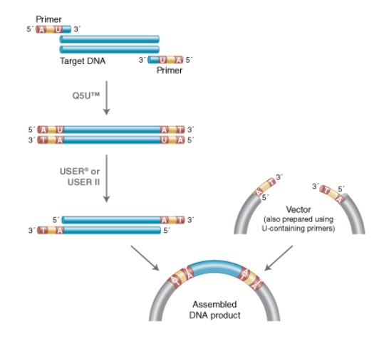 Q5U™ 热启动超保真 DNA 聚合酶--NEB酶试剂