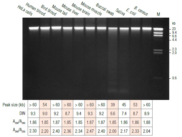 Monarch基因组 DNA 纯化柱--NEB酶试剂