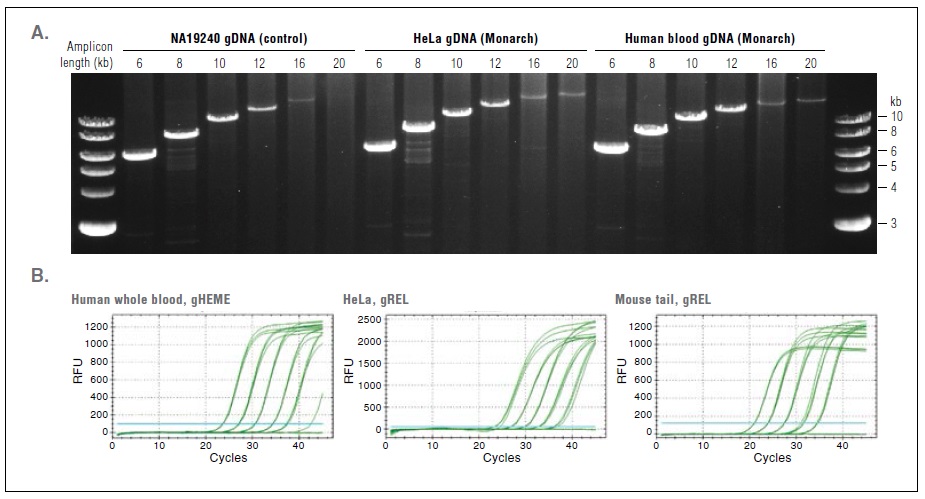 Monarch 基因组 DNA 血液裂解缓冲液--NEB酶试剂