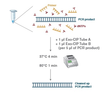 Exo-CIP 快速 PCR 纯化试剂盒--NEB酶试剂