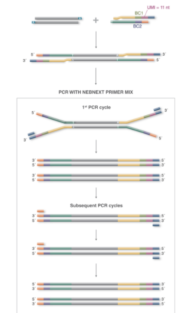 NEBNext®多样本接头引物试剂盒 1（Unique 双端 UMI 接头，适用于 DNA）--NEB酶试剂
