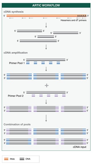 NEBNext ARTIC SARS-CoV-2 RT-PCR 模块--NEB酶试剂