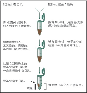 NEBNext 微生物 DNA 富集试剂盒--NEB酶试剂