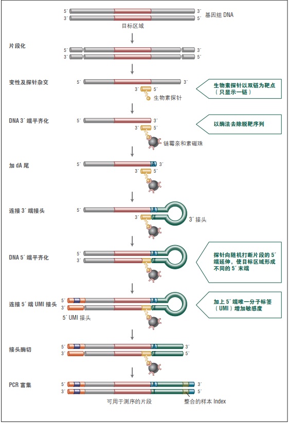 NEBNext Direct Cancer HotSpot Panel--NEB酶试剂