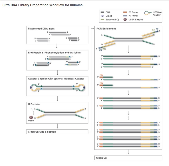 NEBNext DNA 超快速文库制备试剂盒--NEB酶试剂