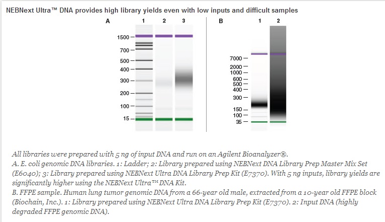 NEBNext DNA 超快速文库制备试剂盒--NEB酶试剂