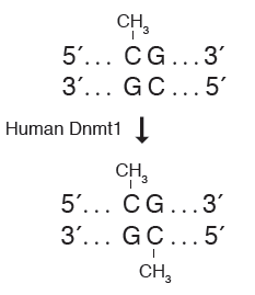人 DNA（胞嘧啶-5）甲基转移酶（Dnmt1）--NEB酶试剂