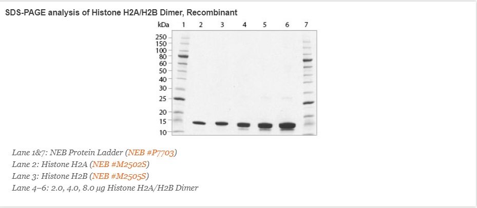 重组人类组蛋白 H2A/H2B 二聚体--NEB酶试剂