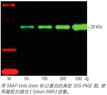 SNAP-Vista®Green（停产，有替代）--NEB酶试剂
