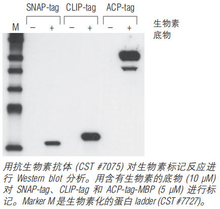 SNAP-Biotin®--NEB酶试剂