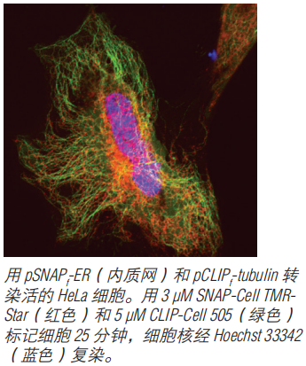 SNAP-Cell Fluorescein--NEB酶试剂