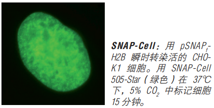 SNAP-Cell 启动试剂盒（停产，组分可单独购买）--NEB酶试剂