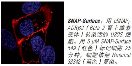 SNAP-Cell 启动试剂盒（停产，组分可单独购买）--NEB酶试剂