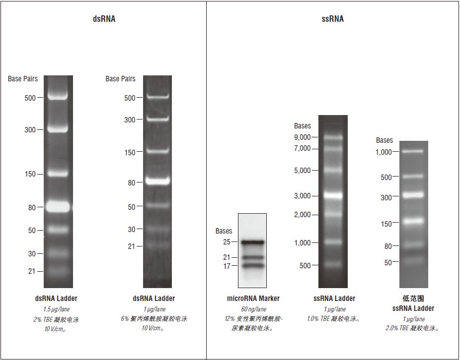 microRNA Marker--NEB酶试剂