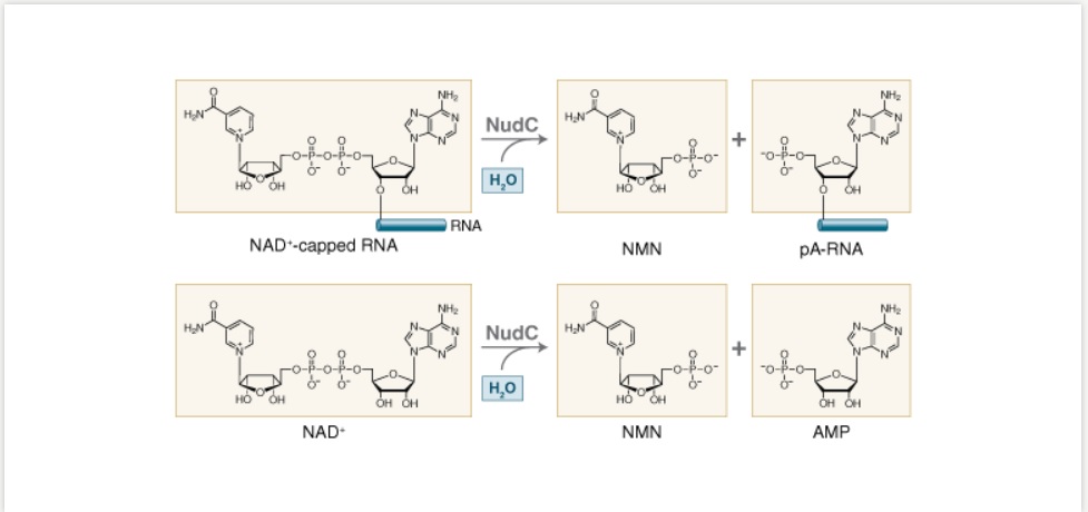 NudC 焦磷酸酶--NEB酶试剂