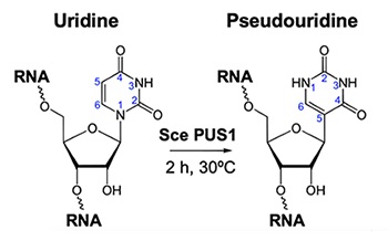 Sce PUS1--NEB酶试剂
