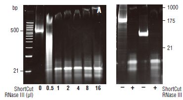 ShortCut® RNase III--NEB酶试剂