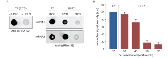 Hi-T7 耐热 RNA 聚合酶（高浓度）--NEB酶试剂