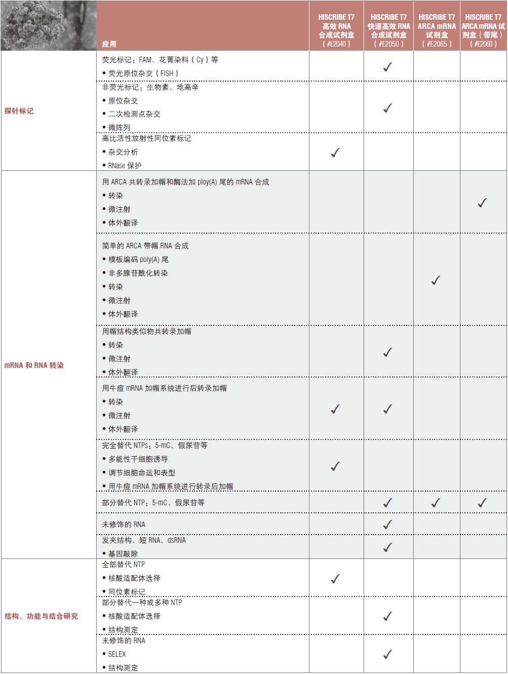 HiSribe RNA 合成试剂盒应用选择表--NEB酶试剂