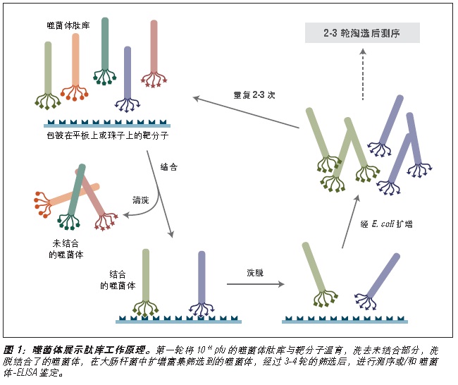 Ph.D.-7 噬菌体展示肽库试剂盒--NEB酶试剂