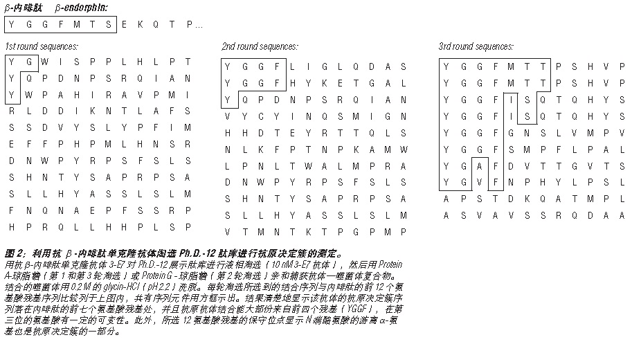 Ph.D.-7 噬菌体展示肽库试剂盒--NEB酶试剂