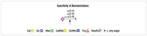 O-糖苷酶 & 神经氨酸苷酶套装--NEB酶试剂