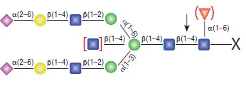 糖苷内切酶 S--NEB酶试剂