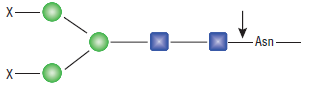 Remove-iT PNGase F--NEB酶试剂