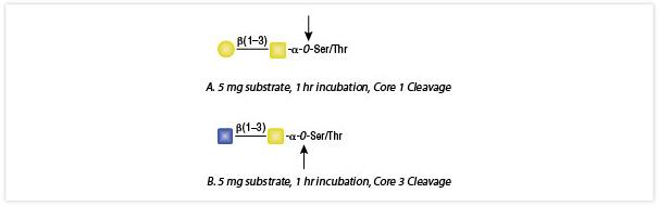 O-糖苷酶 & 神经氨酸苷酶套装--NEB酶试剂