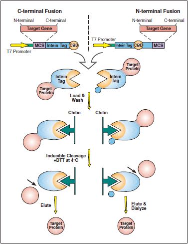 pTXB1 载体--NEB酶试剂