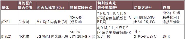 pTXB1 载体--NEB酶试剂