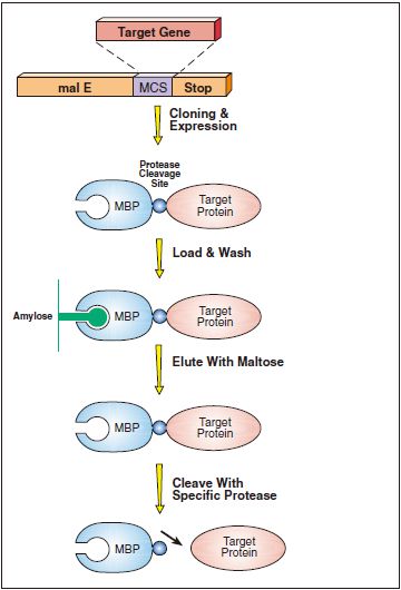pMAL™ 蛋白融合表达系统（停产，有替代）--NEB酶试剂