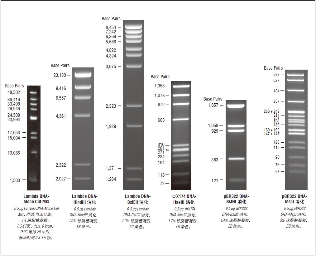 Lambda DNA-BstEⅡ 消化--NEB酶试剂