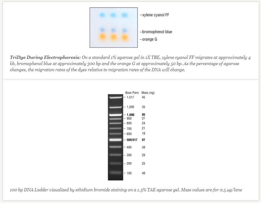 TriDye 100 bp DNA Ladder--NEB酶试剂