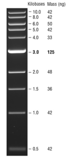 Quick-Load 紫色 1 kb DNA Ladder--NEB酶试剂