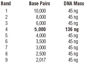超螺旋 DNA Ladder--NEB酶试剂